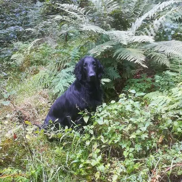 Flat Coated Retriever sitting in the forest