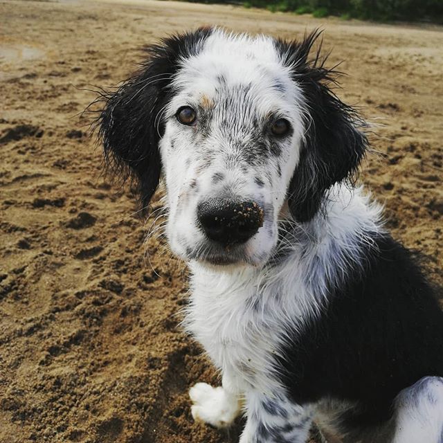 An English Setter puppy sitting in the sand