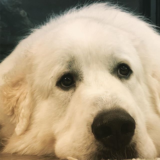 sad face of a Great Pyrenee on top of the table