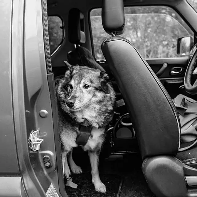 A Norwegian Elkhound standing behind the passenger seat inside the car