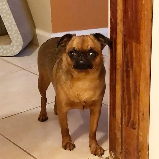 A Brussels Griffon standing on the floor with its grumpy face