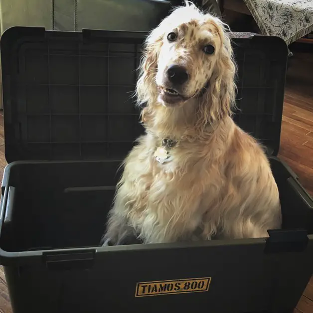 A English Setter sitting inside a large container