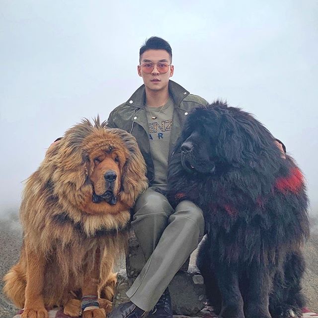 a man sitting in between a tan and black Tibetan Mastiffs sitting on the ground 