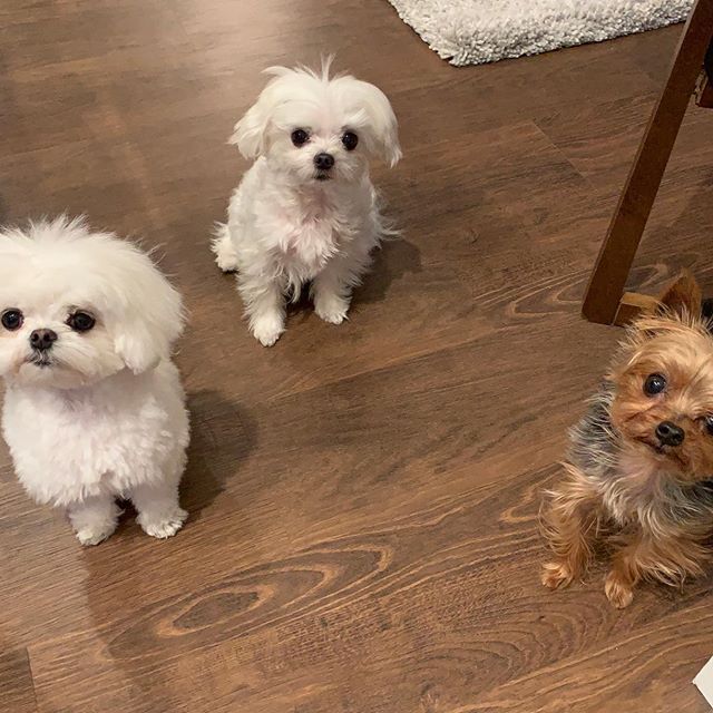 two Maltese sitting on the floor with another dog and with their begging faces