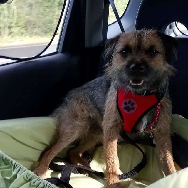 Border Terrier sitting inside the car