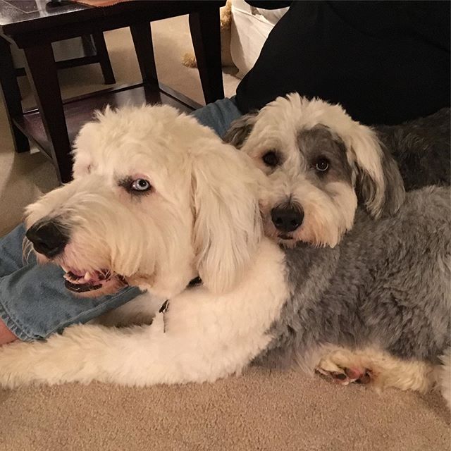 An Old English Sheepdog and another dog lying on the couch next to a man