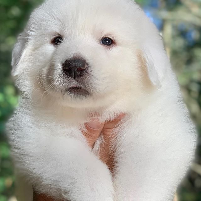 A Great Pyrenee puppy being held up in the garden