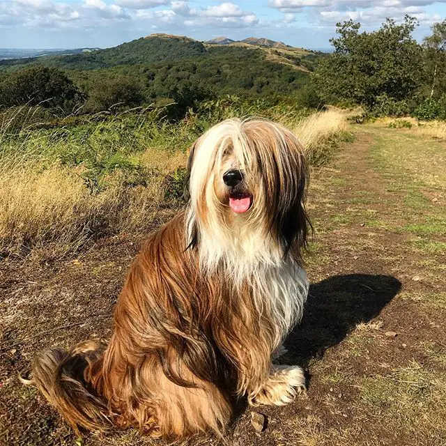 A Tibetan Terrier sitting in the mountain under the sun
