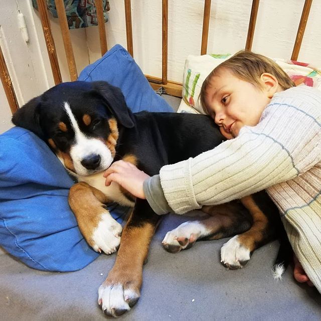 A Great Swiss Mountain puppy sleeping on its bed while a young boy is petting him