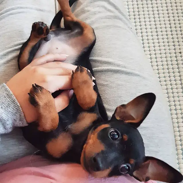A Miniature Pinscher lying on the lap of the woman sitting on the floor