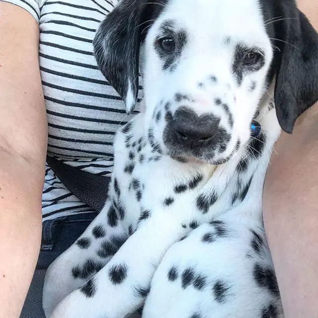 A Dalmatian puppy sitting on the lap of a woman