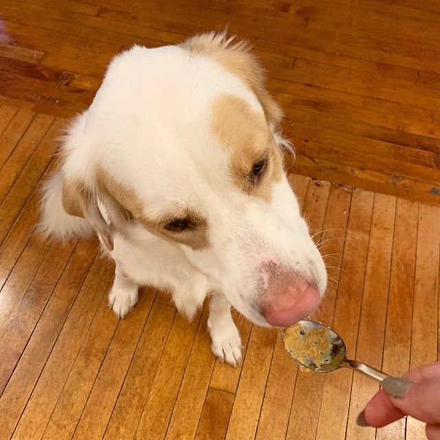 A Great Pyrenee sitting on the floor while licking peanut butter from the spoon
