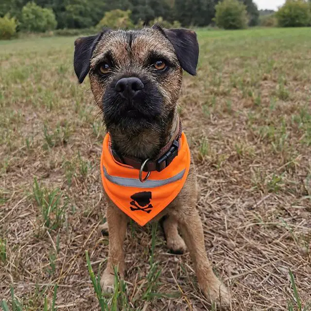 Border Terrier sitting on the grass while wearing its orange scarf