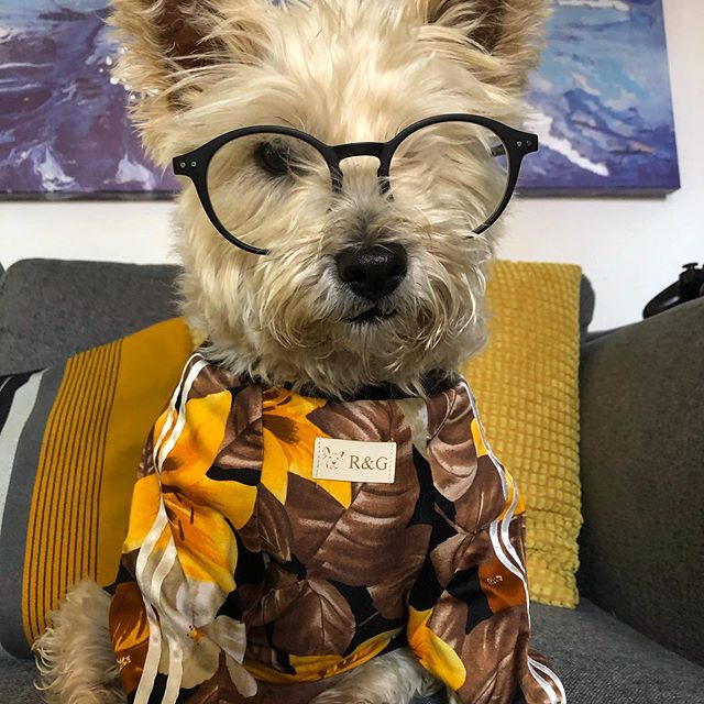 A Cairn Terrier wearing a shirt and glasses while sitting on the couch