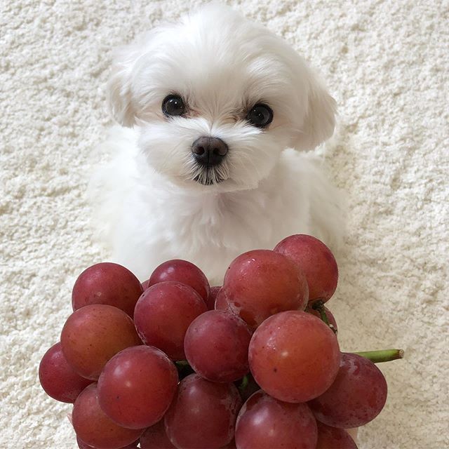 A Maltese sitting on the carpet with its begging face behind the grapes