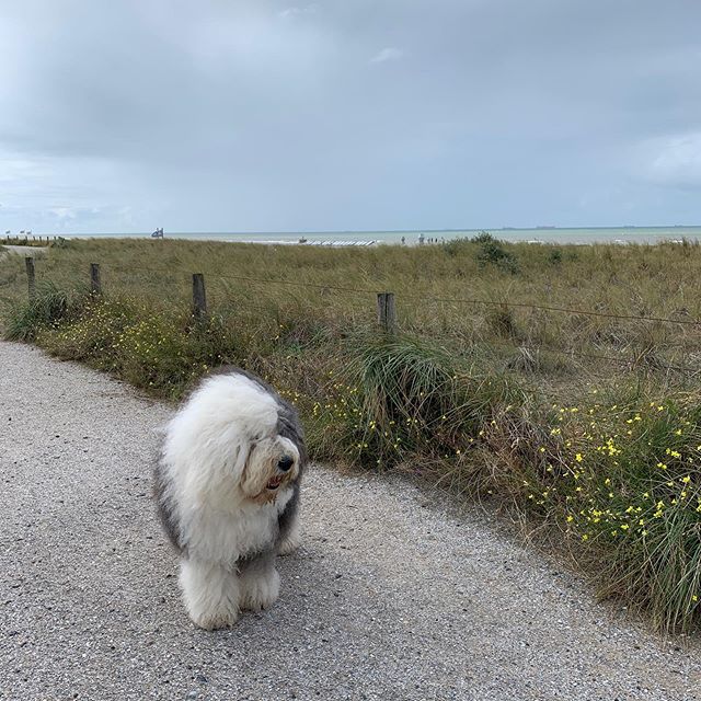 An Old English Sheepdog standing on the road