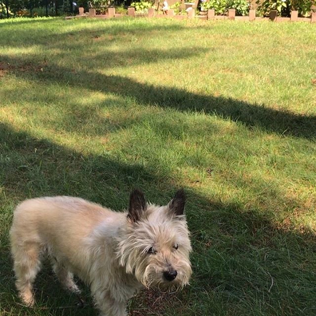 A Cairn Terrier standing on the grass in the yard