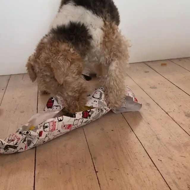 A Fox Terrier opening its present