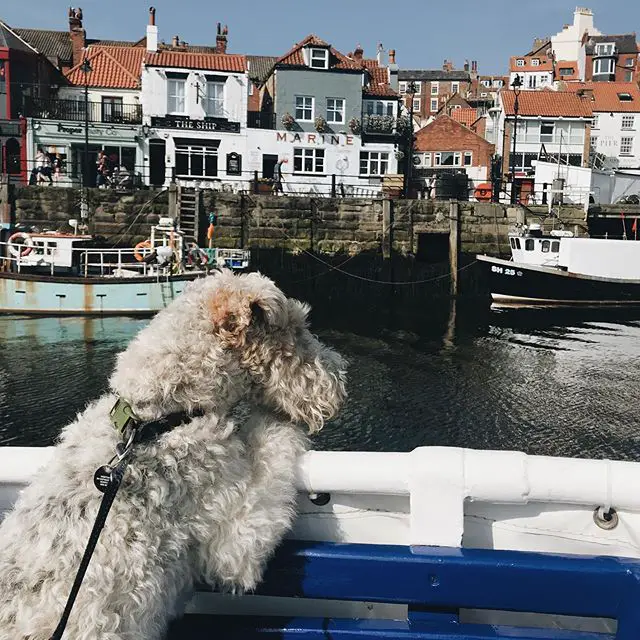 A Fox Terrier leaning towards the railings of the boat