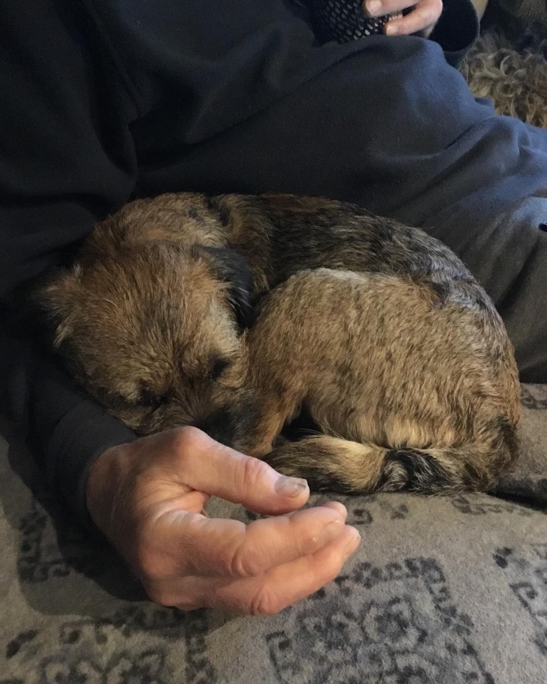 Border Terrier curled up sleeping beside a man