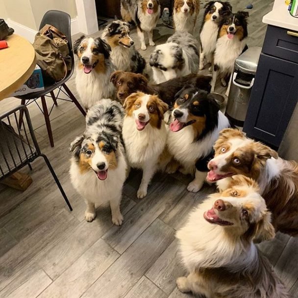 14 Interesting Facts About Australian Shepherds You Probably Didn`t