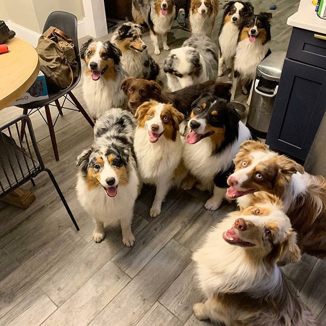 pack of Australian Shepherds sitting on the kitchen floor with their happy faces