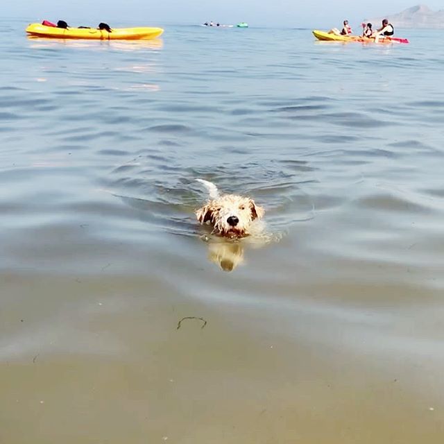 A Fox Terrier swimming in the ocean