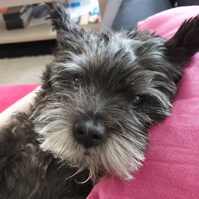 A Cairn Terrier puppy lying on the couch with its adorable face