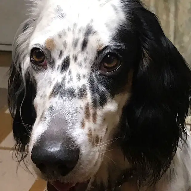 A English Setter sitting on the floor with its sad face