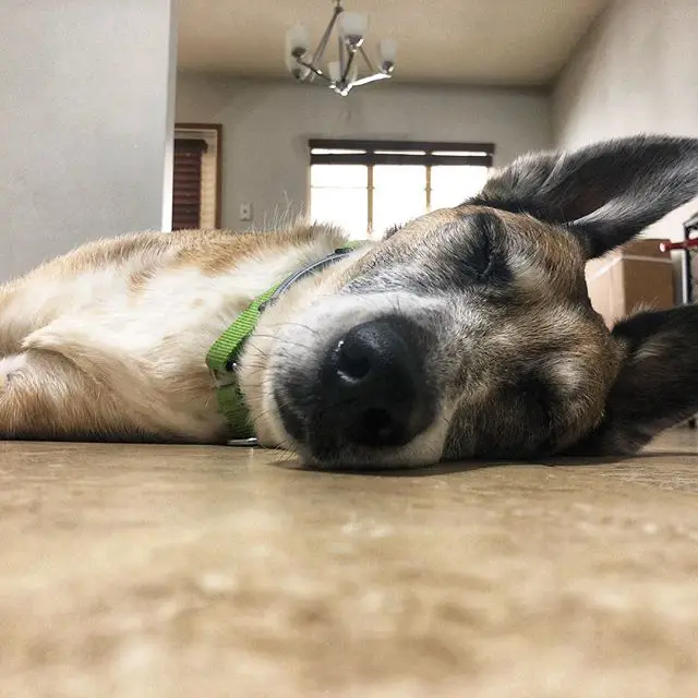 Whippet lying on the floor while sleeping