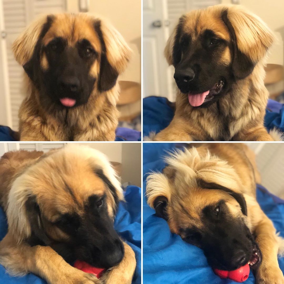 four photos of a Leonberger lying on the bed