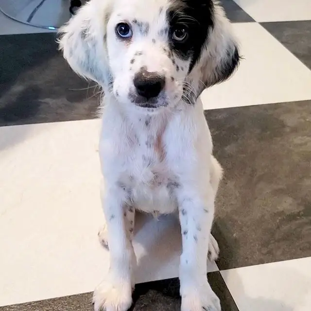 An English Setter puppy sitting on the floor with its sad face