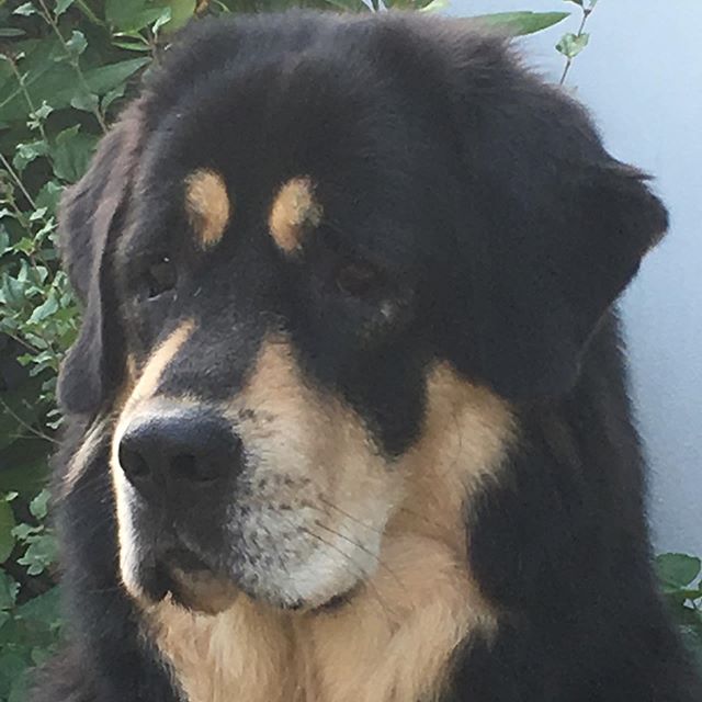sad Tibetan Mastiff face