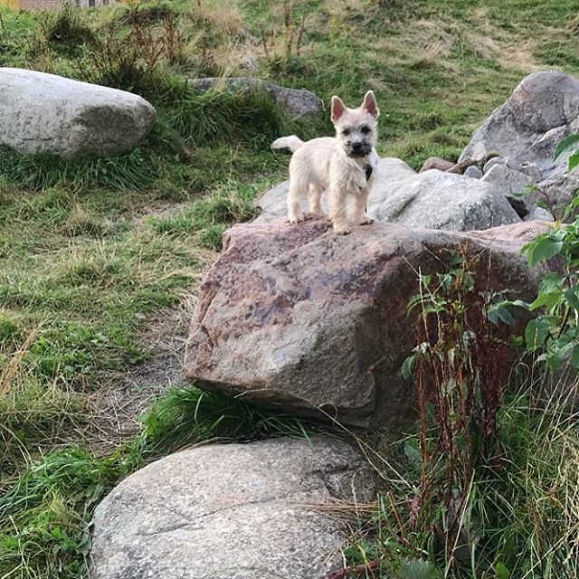 A Cairn Terrier standing on top of the rock