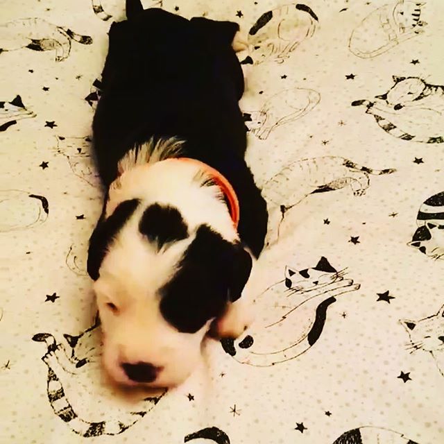 An Old English Sheepdog puppy sleeping on the bed