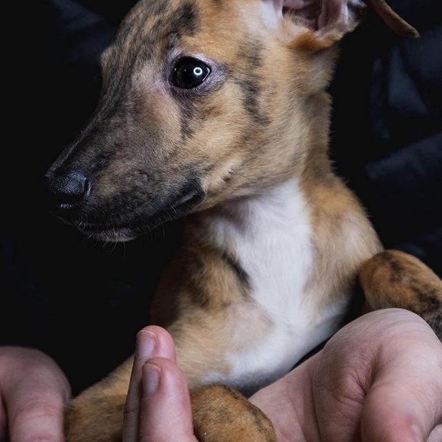 Whippet puppy in the arms of a man