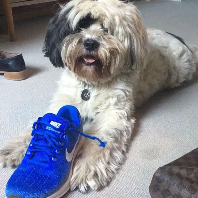 A Tibetan Terrier lying on the floor with a shoe in front of him