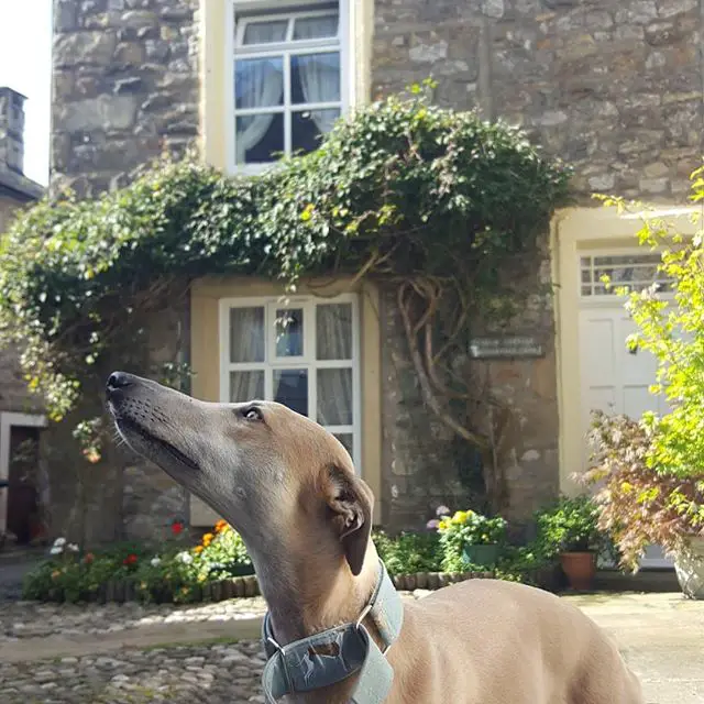 Whippet standing in pathway going to the door while looking up in sideways