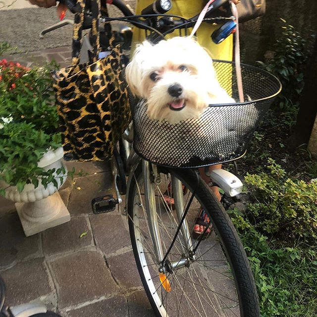 A Maltese lying inside the basket connected to the bicycle of the woman