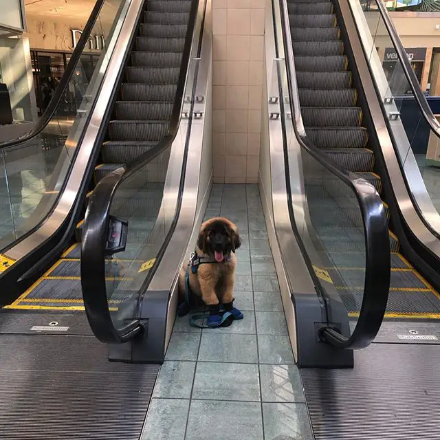 A Leonberger sitting on the floor in between two escalators
