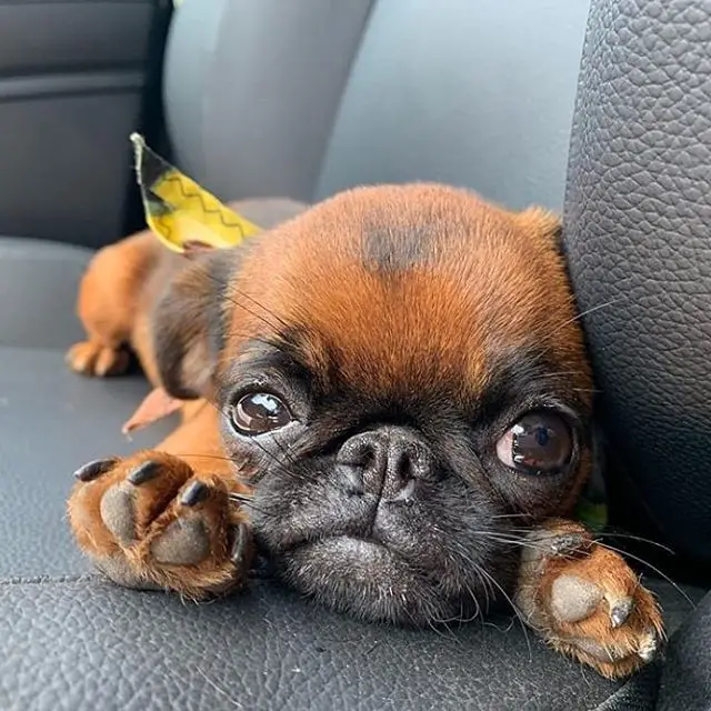 A Brussels Griffon lying in the backseat with its face in between its two paws