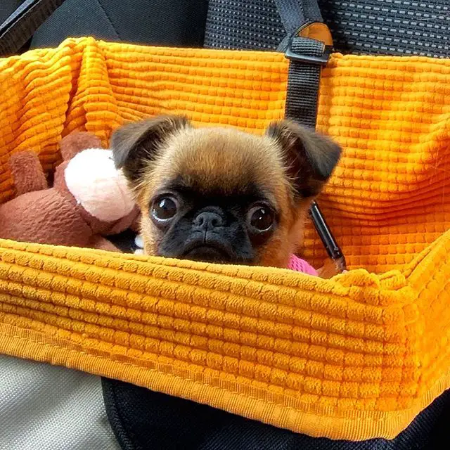 A Brussels Griffon sitting inside its bed in the backseat