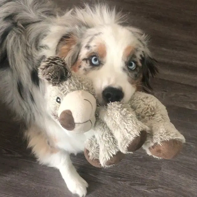 An Australian Shepherd standing on the floor while holding a teddy bear stuffed toy with its mouth