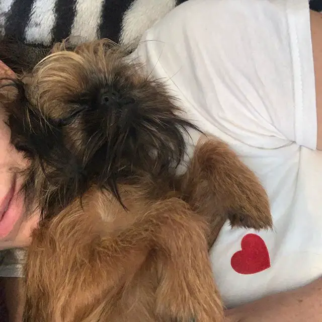 A Brussels Griffon sleeping on the chest of a woman