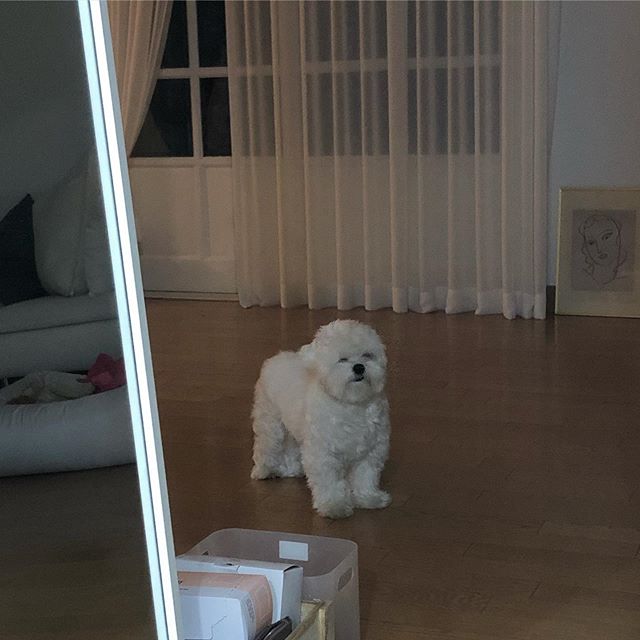 A Maltese standing on the floor