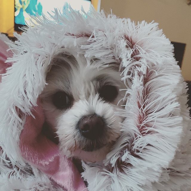 A Maltese with a furry blanket over its head