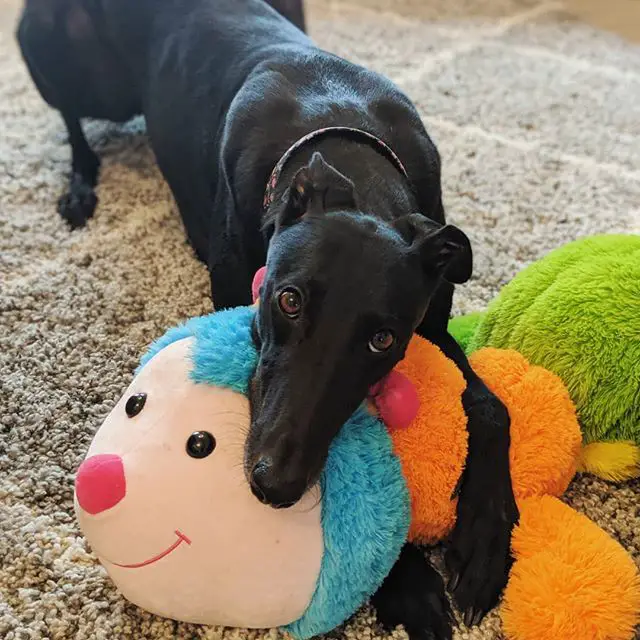 A black Greyhound lying on the carpet with its face on top of a large stuffed toy