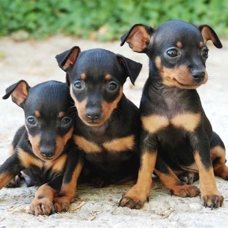 three Miniature Pinschers puppies lying in the sand
