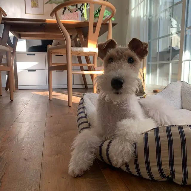 A Fox Terrier lying on its bed
