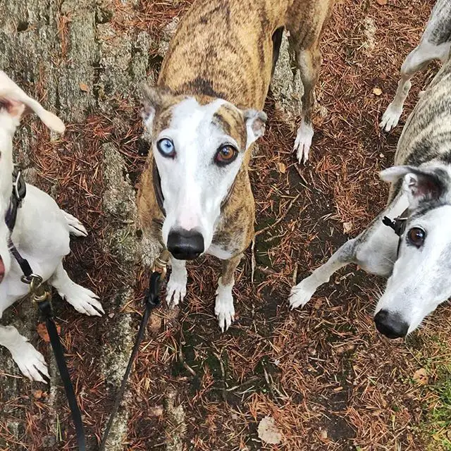 three Whippets standing on the ground while lookin up
